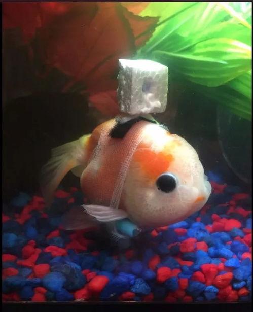 金鱼爆料视频大全最新版,最新版精彩内容大盘点